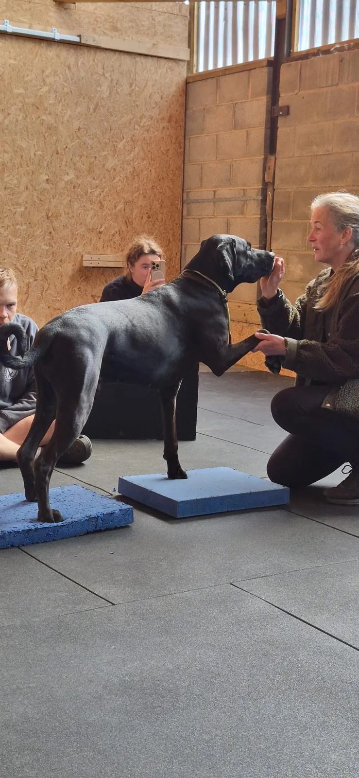 Dog with its paws on balance pads, Caroline guiding