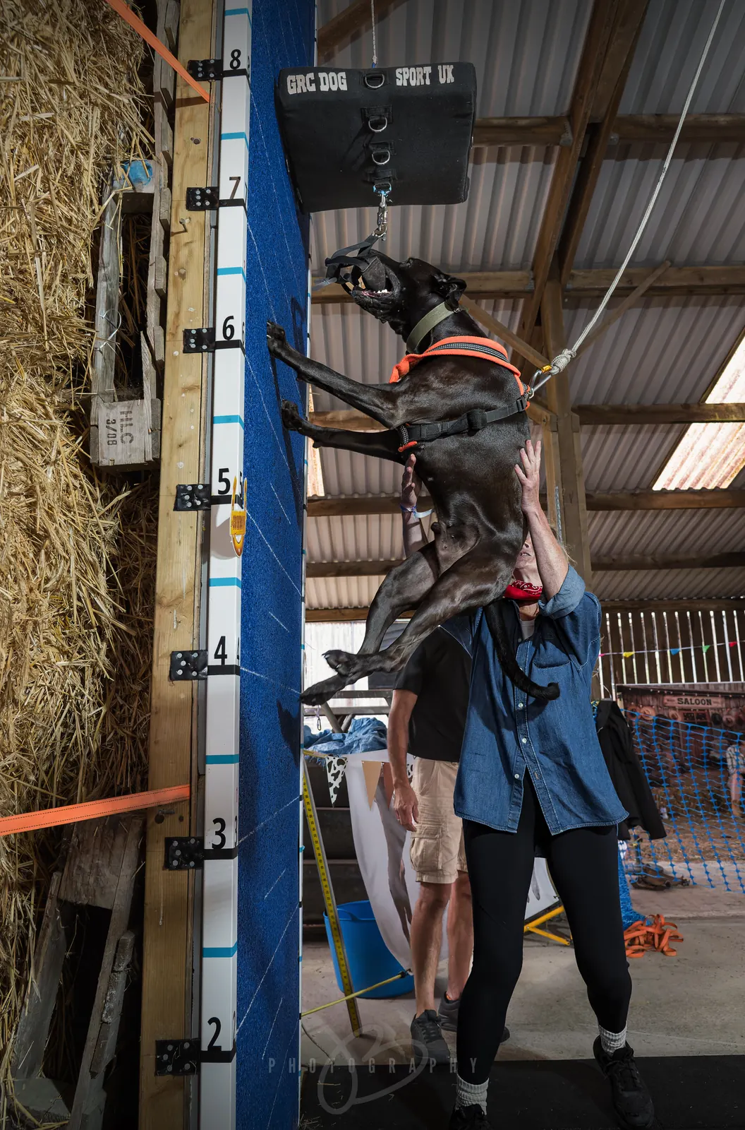 Dog on a GRC wall climb (photo: jbwo.photography)