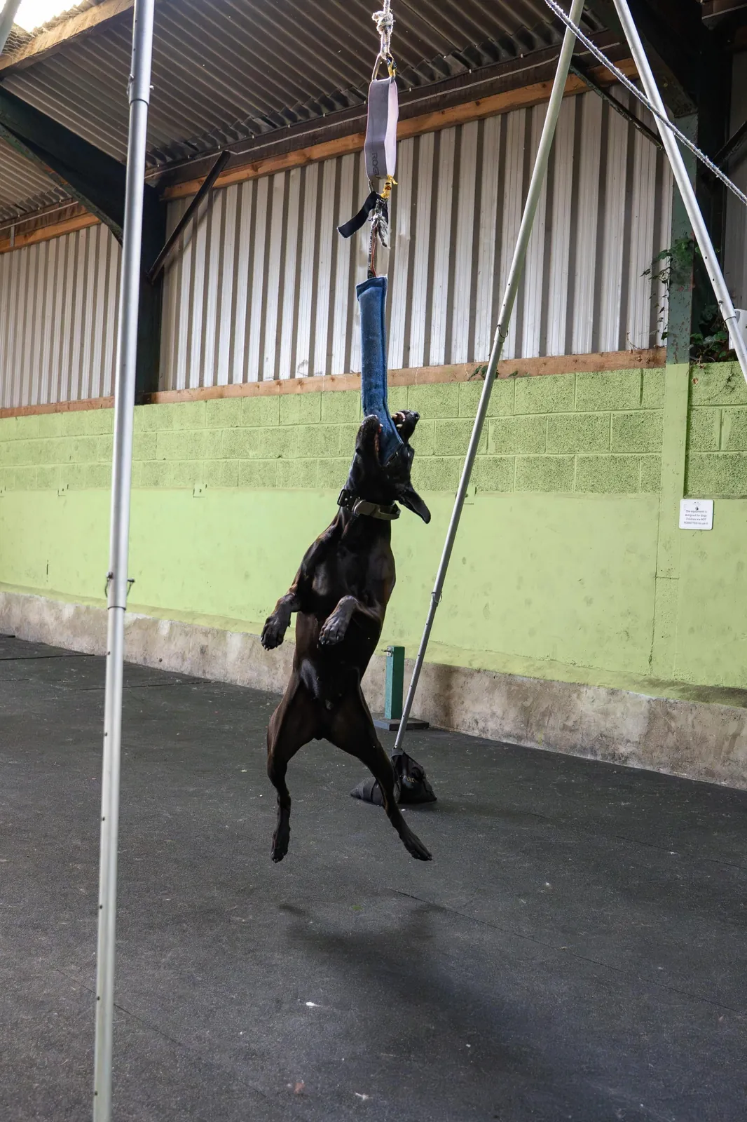 Dog leaping to grab the spring pole tug